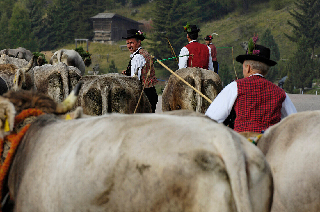 Kühe bei Almabtrieb, Seiser Alm, Südtirol, Italien