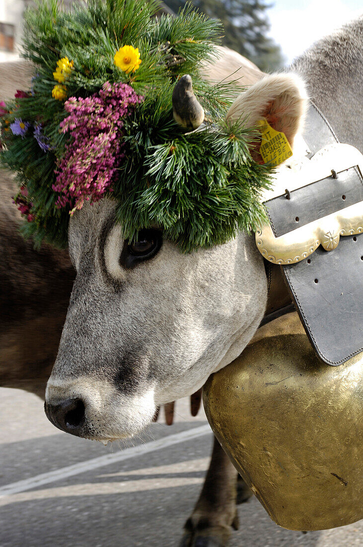 Cow with bell and flower decorations, returning to the valley from the alpine pastures, Seiser Alm, South Tyrol, Italy