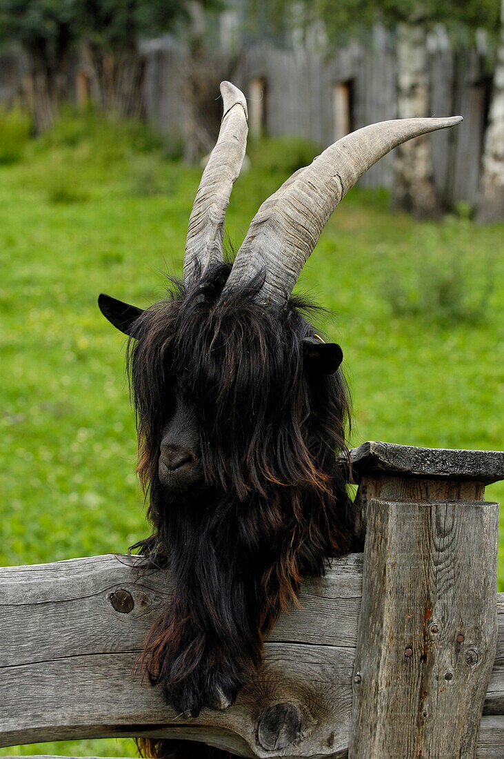 Billy goat looking over the fence, South Tyrolean local history museum at Dietenheim, Puster Valley, South Tyrol, Italy