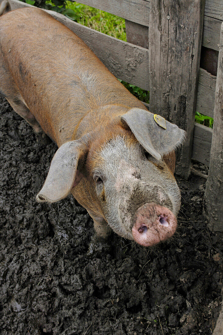 Schwein im Schweinestall, Tierzucht, Bauernhof im Südtiroler Volkskundemuseum Dietenheim, Dietenheim, Pustertal, Südtirol, Italien