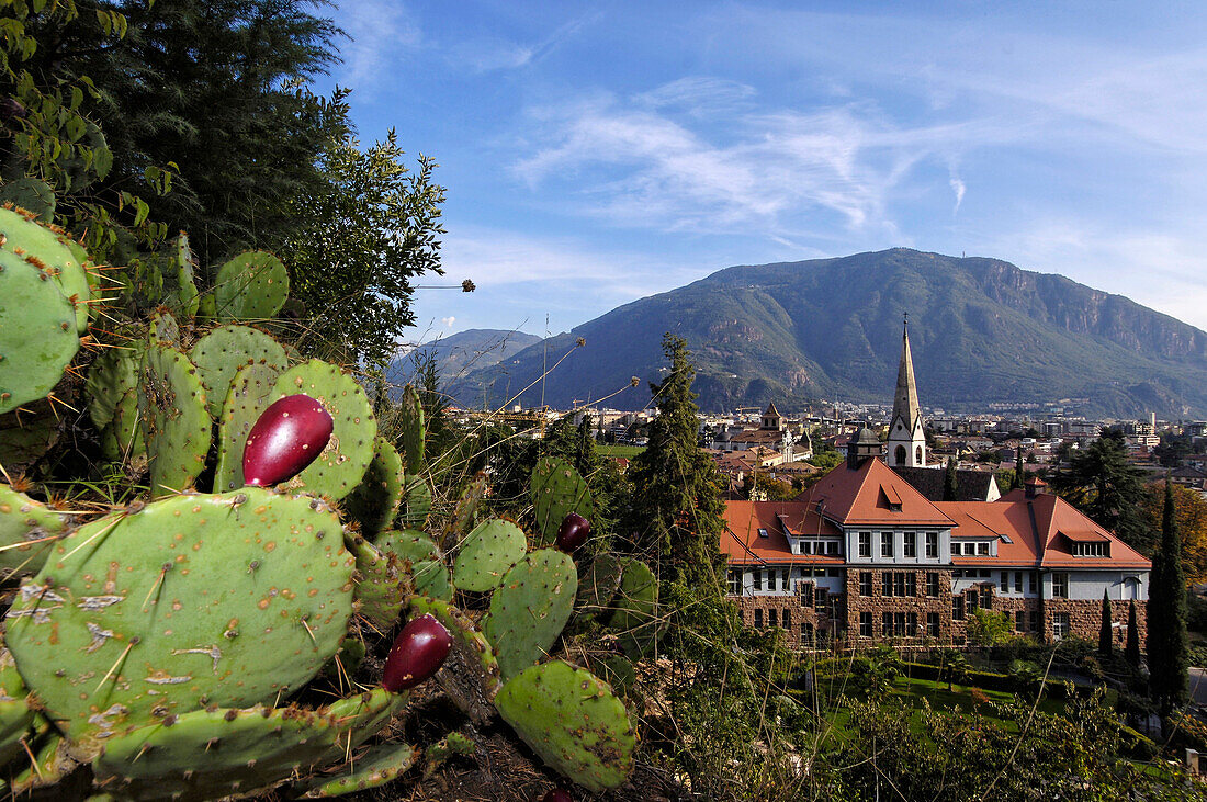 Cactus along the Guntschna promenade, view over Bozen, South Tyrol, Italy