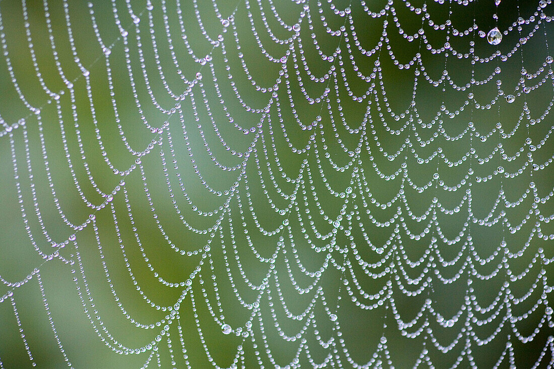 Closeup of morning dew on spider web, Mt. Hood, Oregon, USA