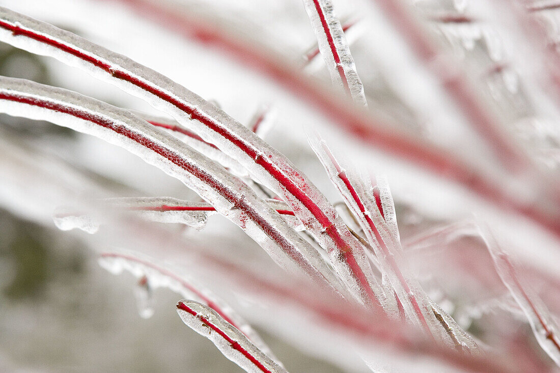 Ice on tree