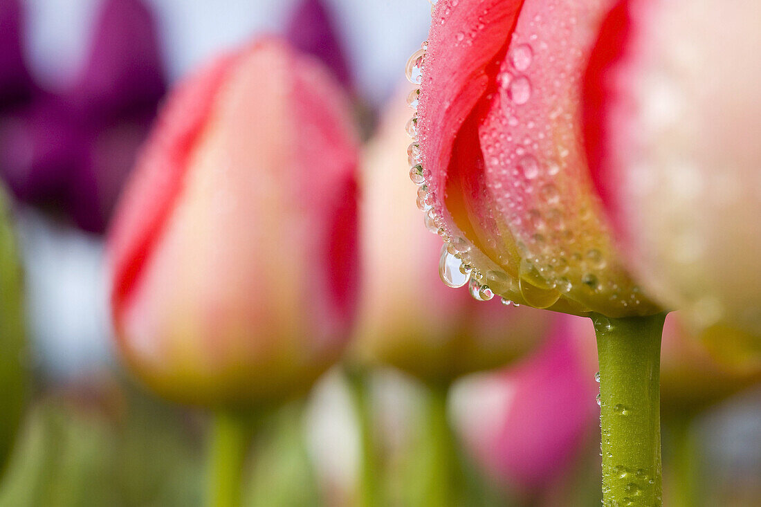 Close-up of tulips. Willamette Valley, Oregon, USA