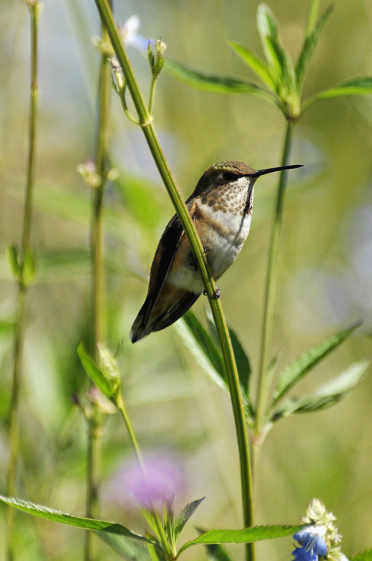 Rufus hummingbird