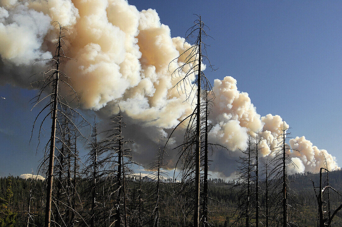 Wild fire.  Oregon, USA.