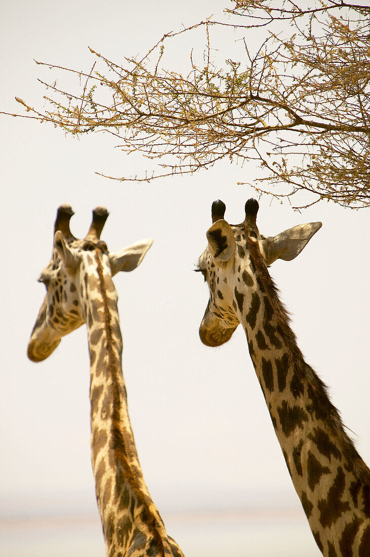 Masai Giraffes. Lake Manyara National Park, Tanzania.