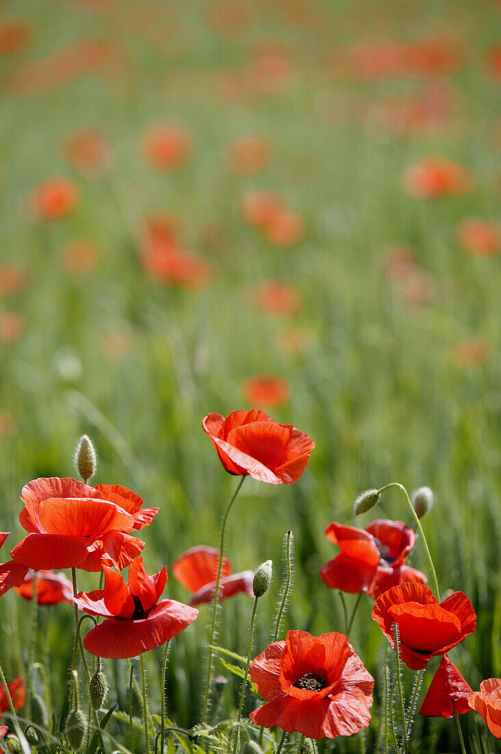Poppies field.