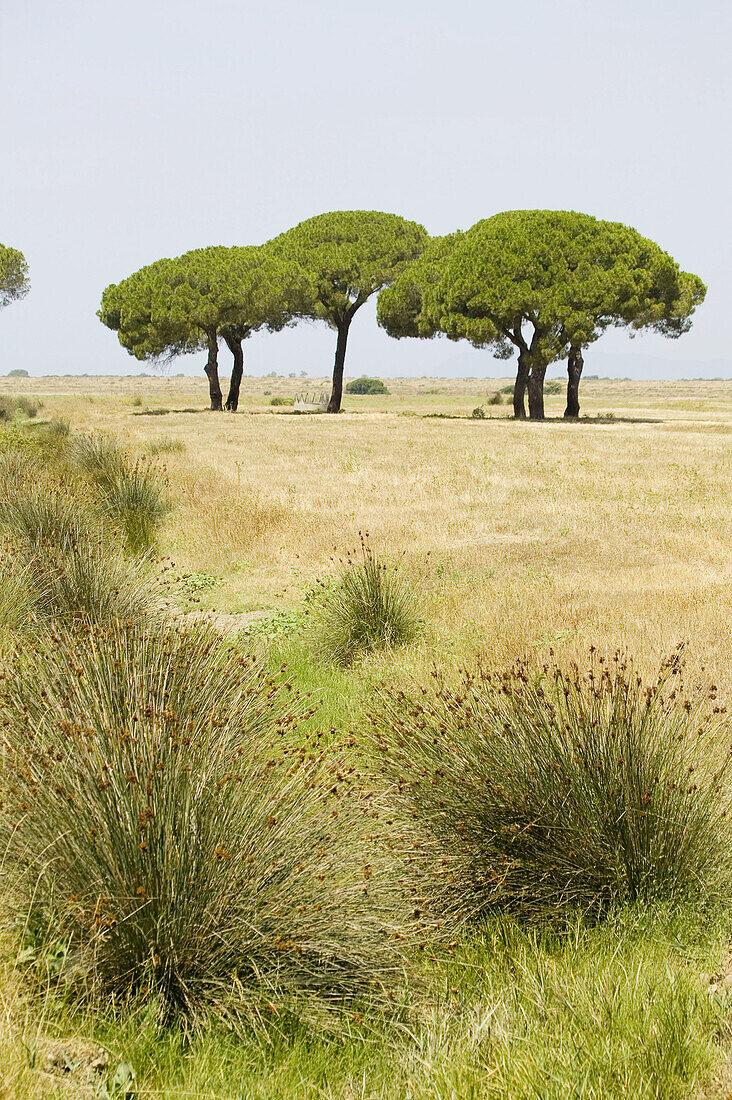 Maremma Natural Park. Tuscany, Italy