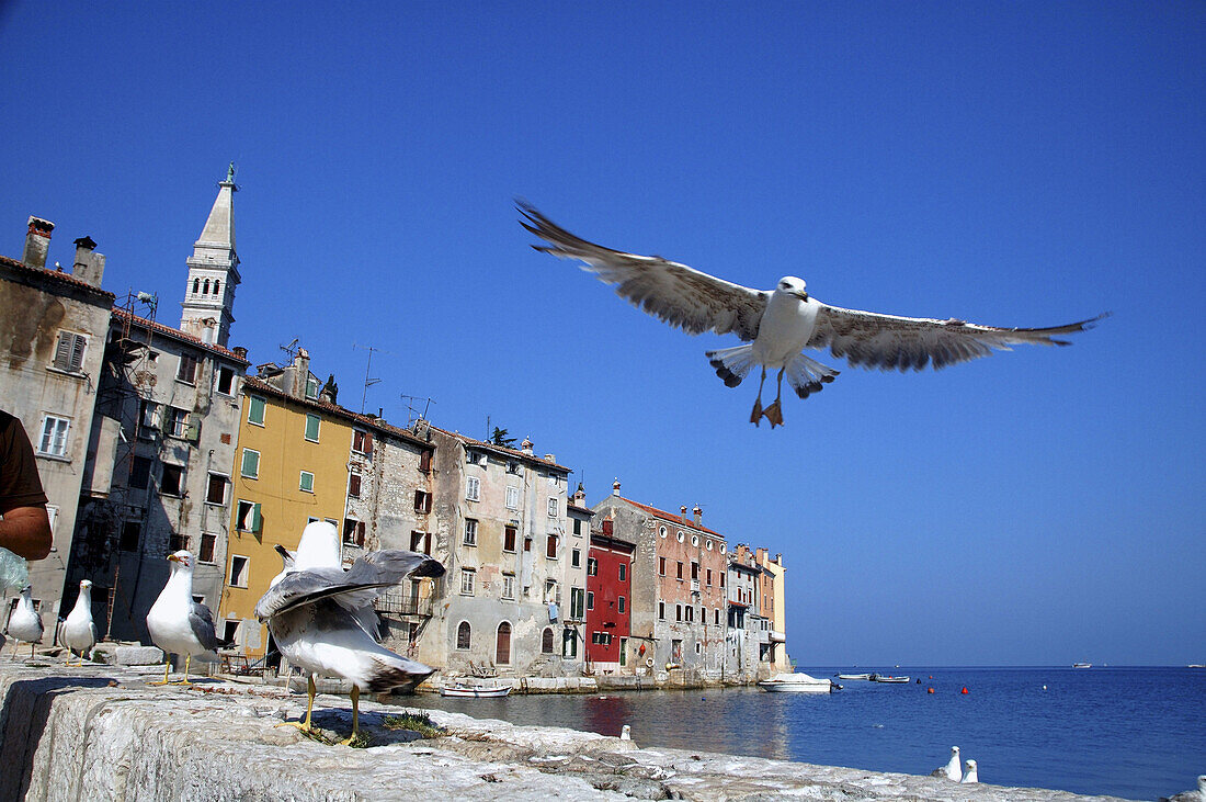 Herring gulls (Larus argentatus) on the rock walls of the old town of Rovinj, Istria, Croatia, Adriatic Sea, Mediterranean Sea.