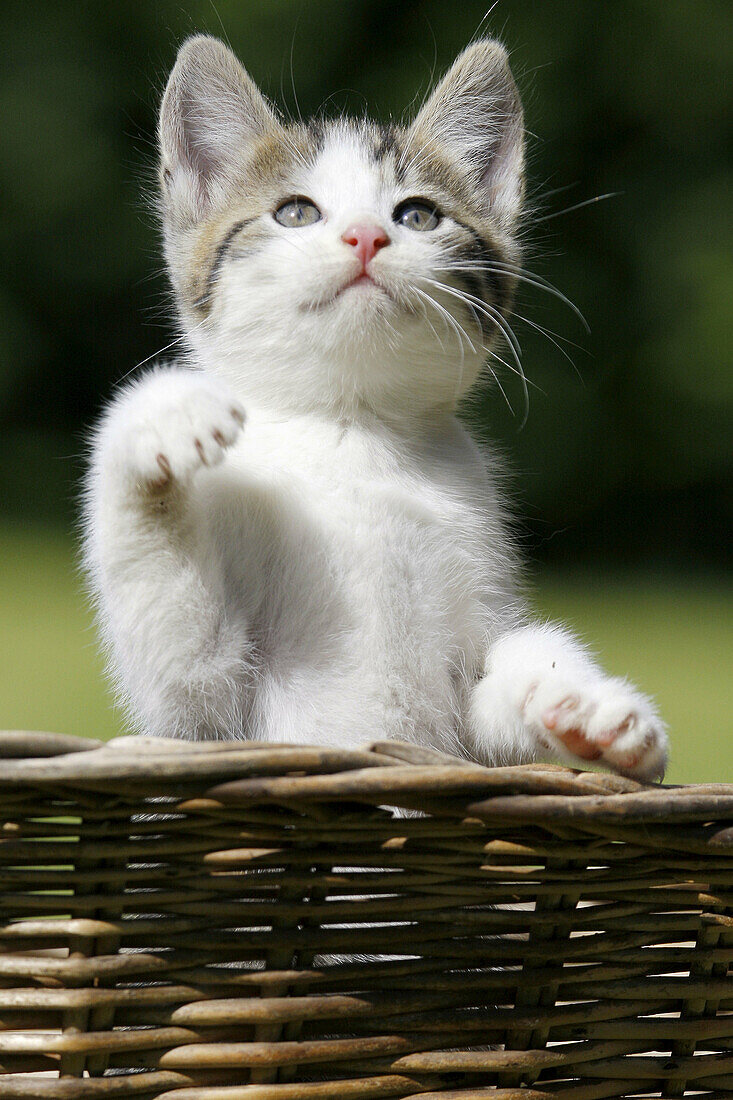 Domestic Cat, Germany, kitten, in a wood basket