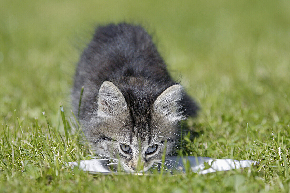 Domestic Cat, Germany, kitten, drinking milk