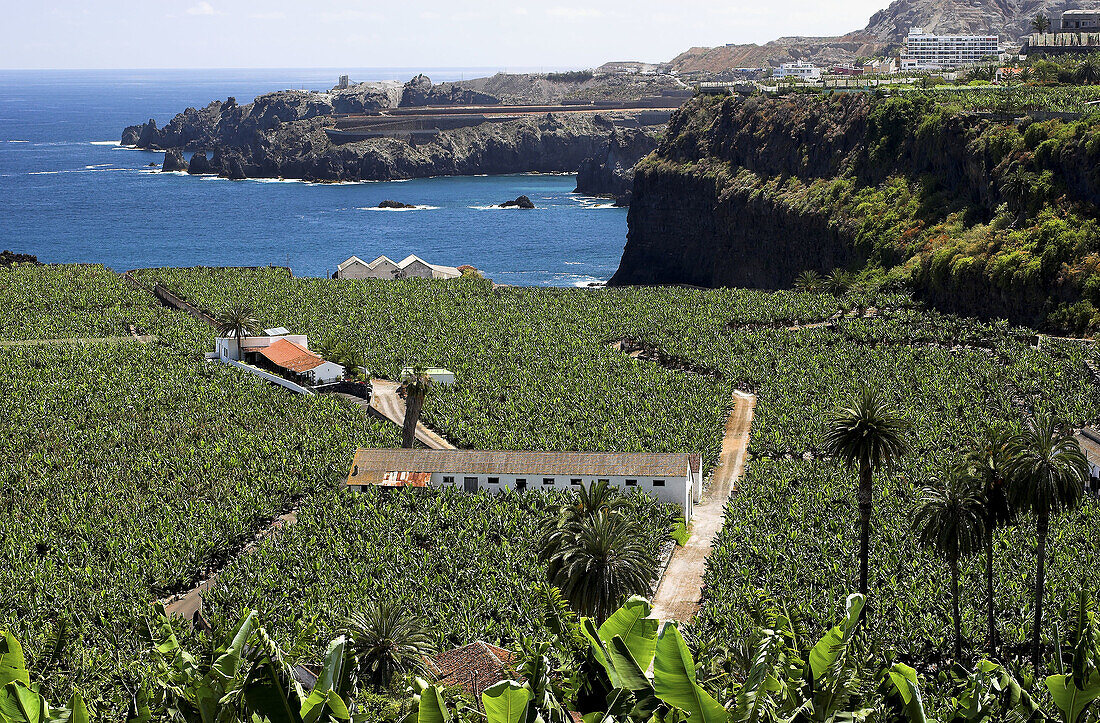 Aerial view, Aerial views, Agriculture, Atlantic Ocean, Banana tree, Banana trees, Canarias, Canaries, Canary Islands, Coast, Coastal, Color, Colour, Country, Countryside, Crop, Crops, Cultivation, Daytime, Exterior, Farming, Fertile, Field, Fields, From 