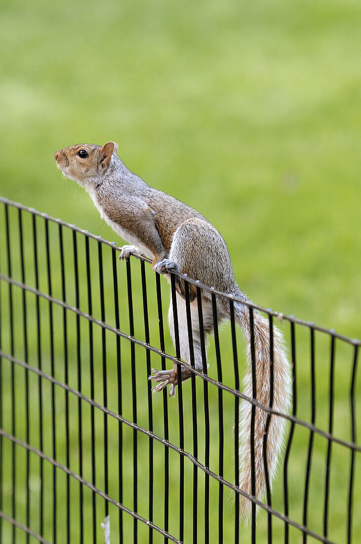 Gray squirrel (Sciurus Carolinensis). New York, USA.