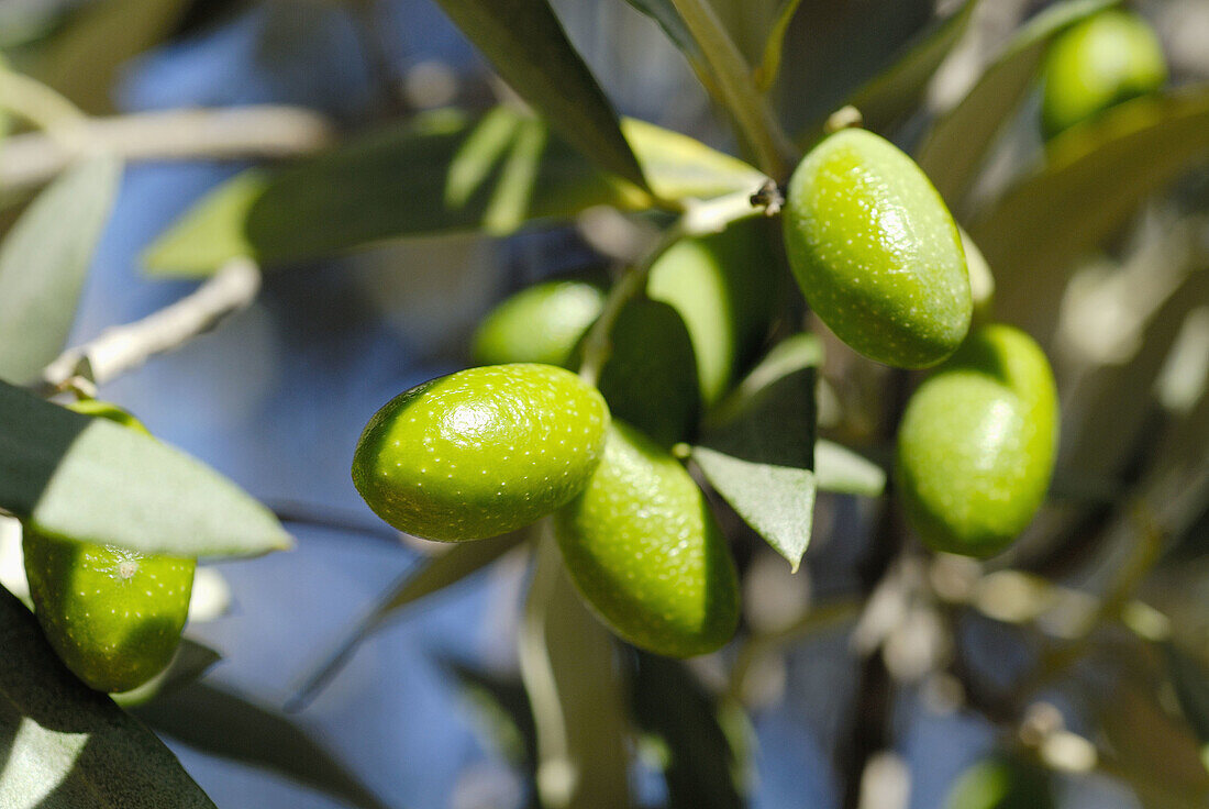 Olives