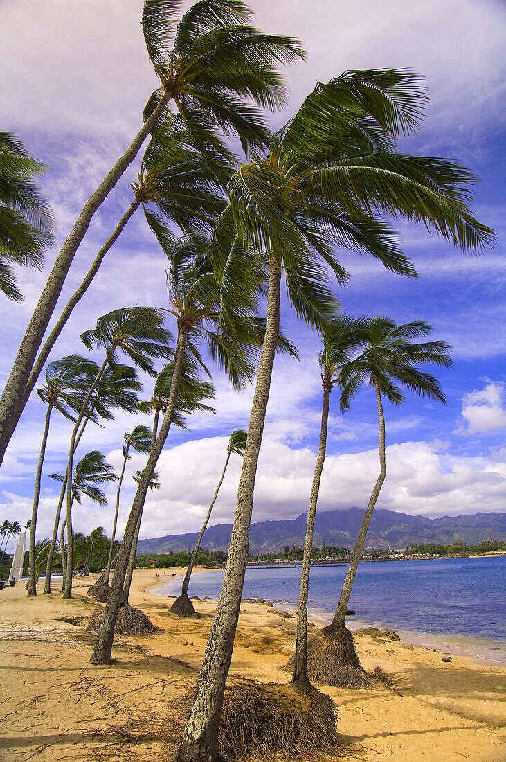 Palm Trees, Hale'iwa Beach Park, Waialua Bay, Hale'iwa, North Shore, Oahu, Hawaii, USA