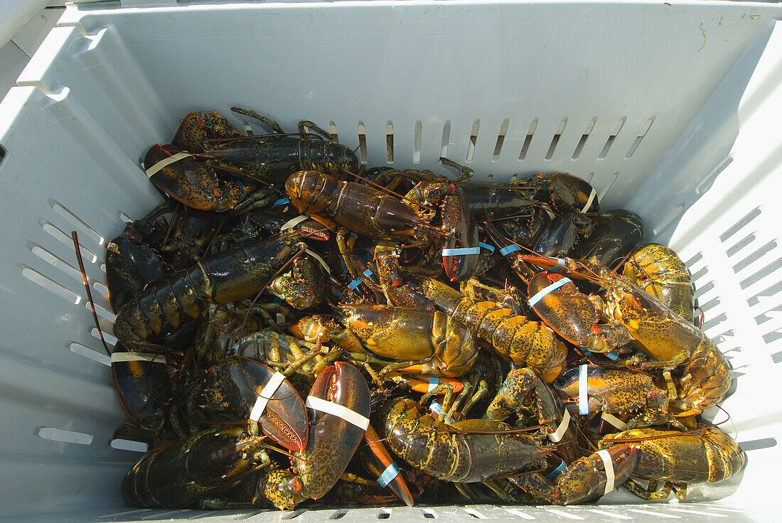 Freshly caught lobsters in containers at the dock in the harbor at Stonington, Penobscot Bay, Maine, USA