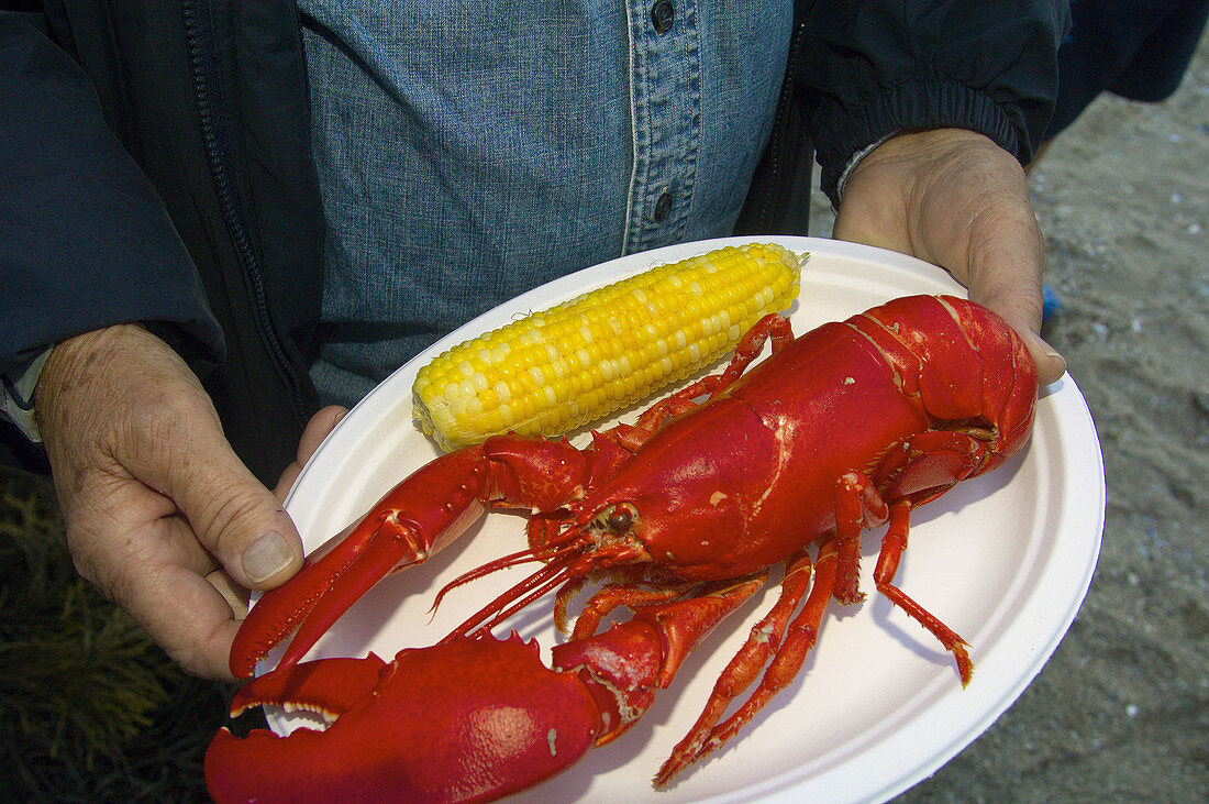 Lobster dinner on the beach at Russ Island, Schooner Nathaniel Bowditch, Penobscot Bay, Maine USA