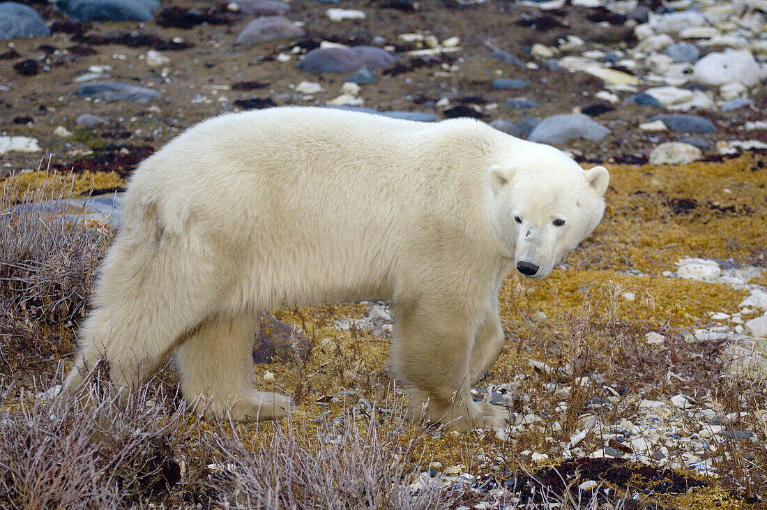 Polar bear, Hudson Bay, near Churchill, Manitoba, Canada