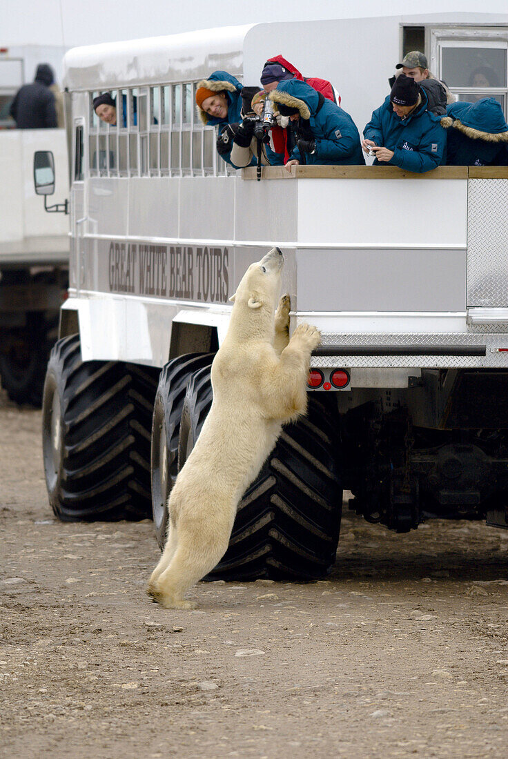 A curious polar bear climbs up for a closer look and poses for tourists shooting photos from aboard tundra buggies, along Hudson Bay, near Churchill, Manitoba, Canada
