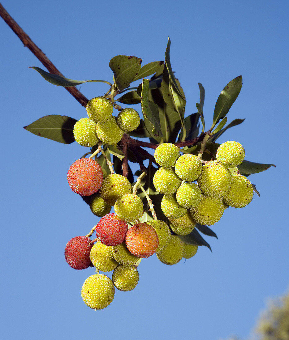 Strawberry tree fruits