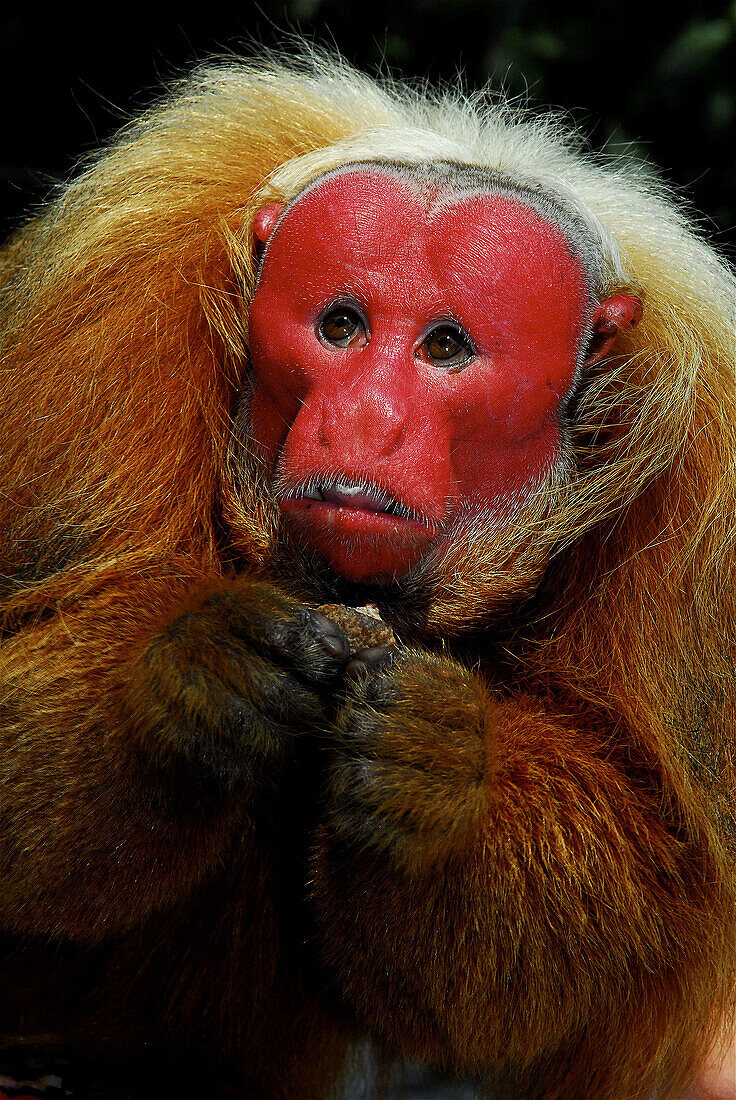 Bald Uakari (Cacajao calvus). Amazonas. Brazil.