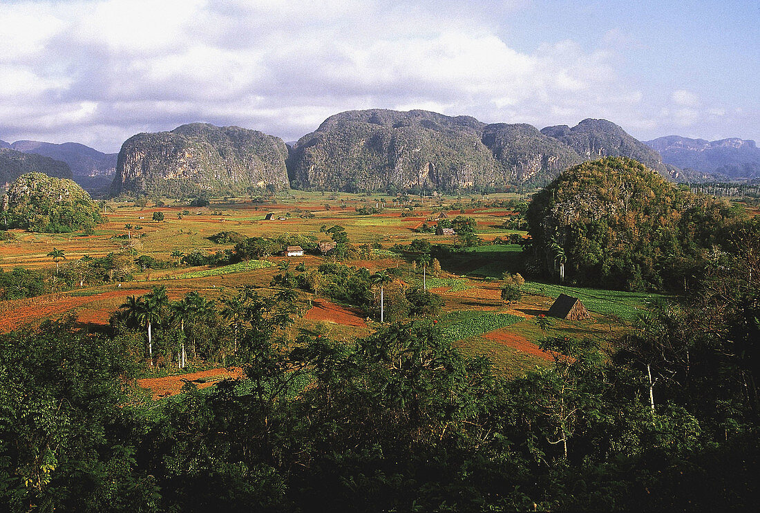 Tobacco plantations, Pinar del Rio. Cuba