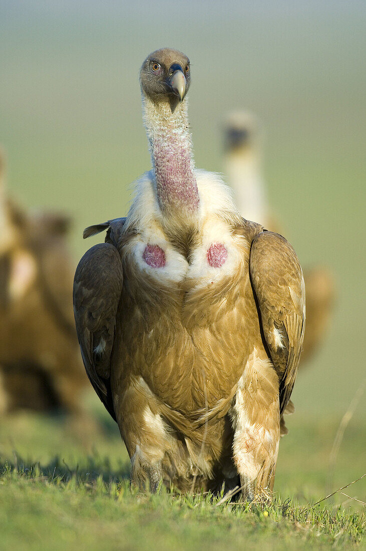 Griffon Vulture (Gyps fulvus). Valle de Alcudia, Ciudad Real, Spain