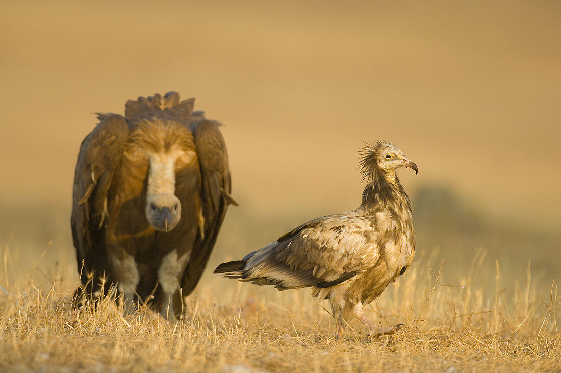 Egyptian Vulture (Neophron percnopterus) and Griffon Vulture (Gyps fulvus). Valle de Alcudia, Ciudad Real, Spain
