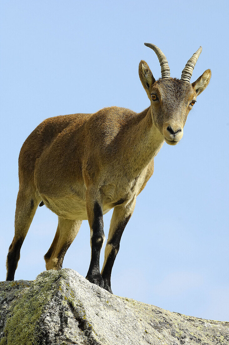 Spanish Ibex (Capra pyrenaica victoriae), female. Sierra de Gredos, Spain