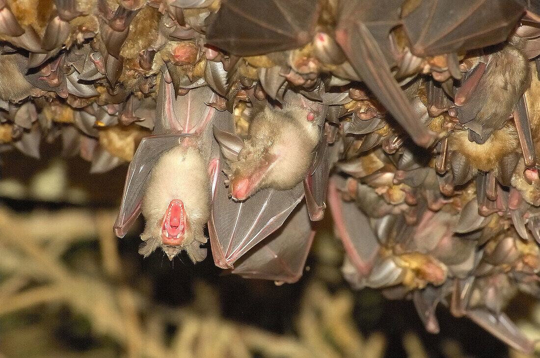 Horseshoe Bat (Rhinolophus sp.). Sierra Madrona, Ciudad Real province, Castilla-La Mancha, Spain
