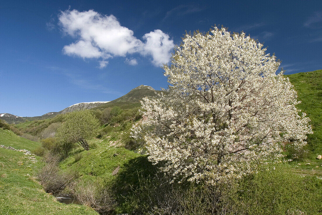 Puerto de Tarna, Picos de Europa National Park, León province, Castilla y León. Spain.