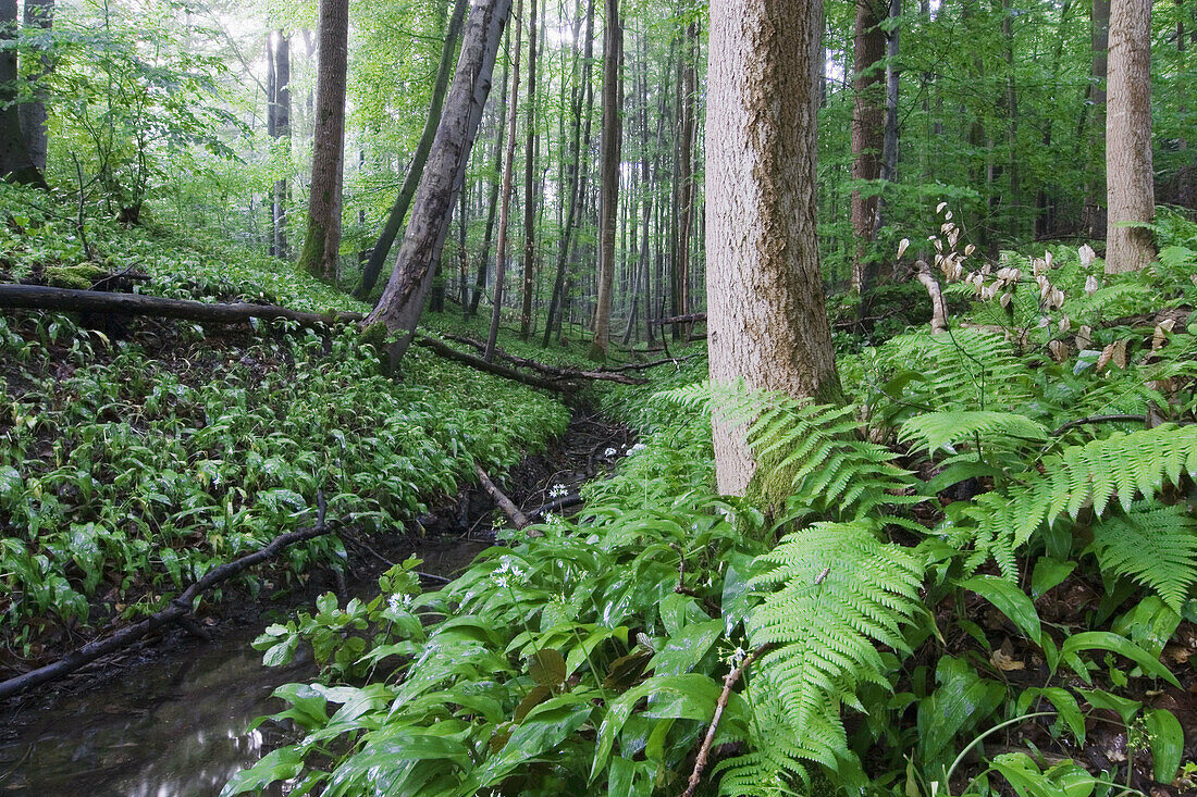After rain in a deciduous forest. Ramson blooming in deciduous forest at a small brook - Bavaria/Germany