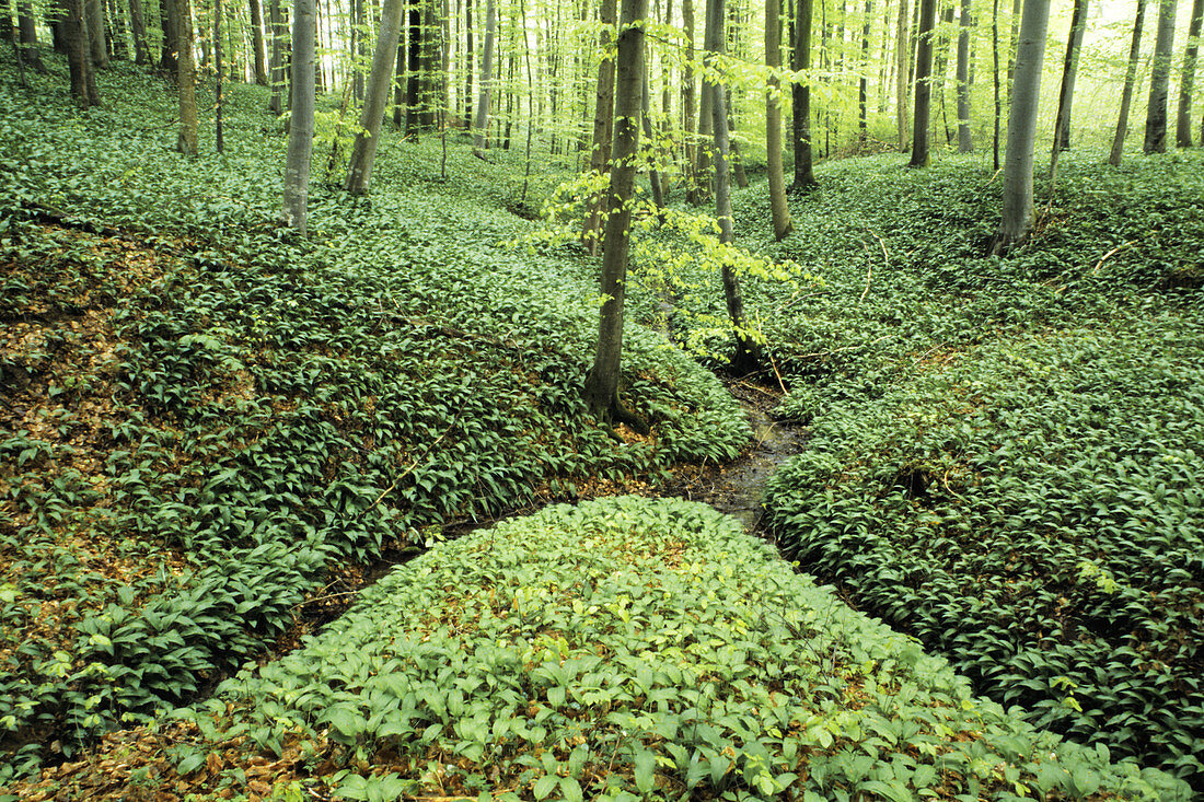 Ramson is blooming in the beech forest - Spring in the beech forest in Franconia/Germany