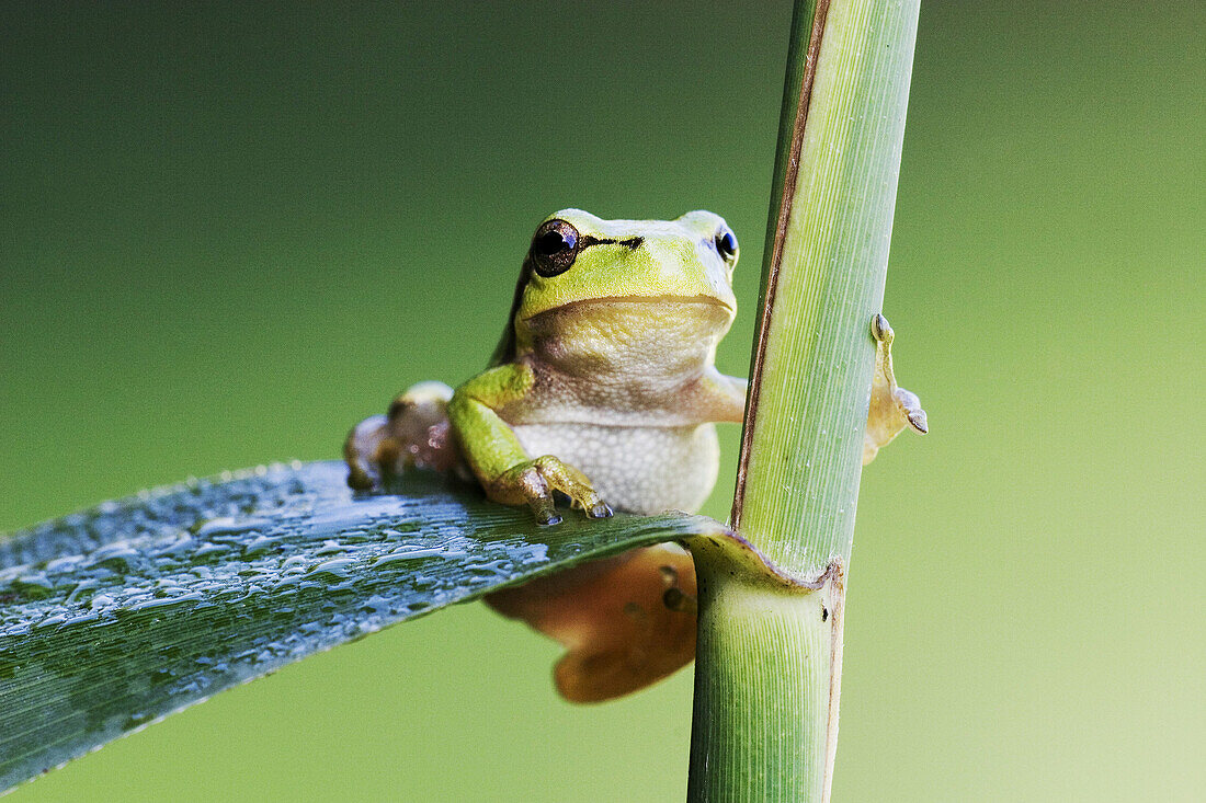 Common Tree Frog (Hyla arborea) climbs on reed