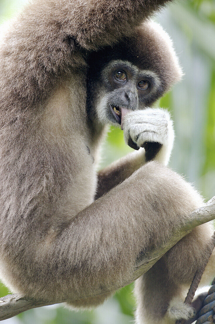 White-handed Gibbon