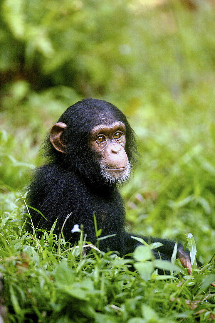 Chimpanzee