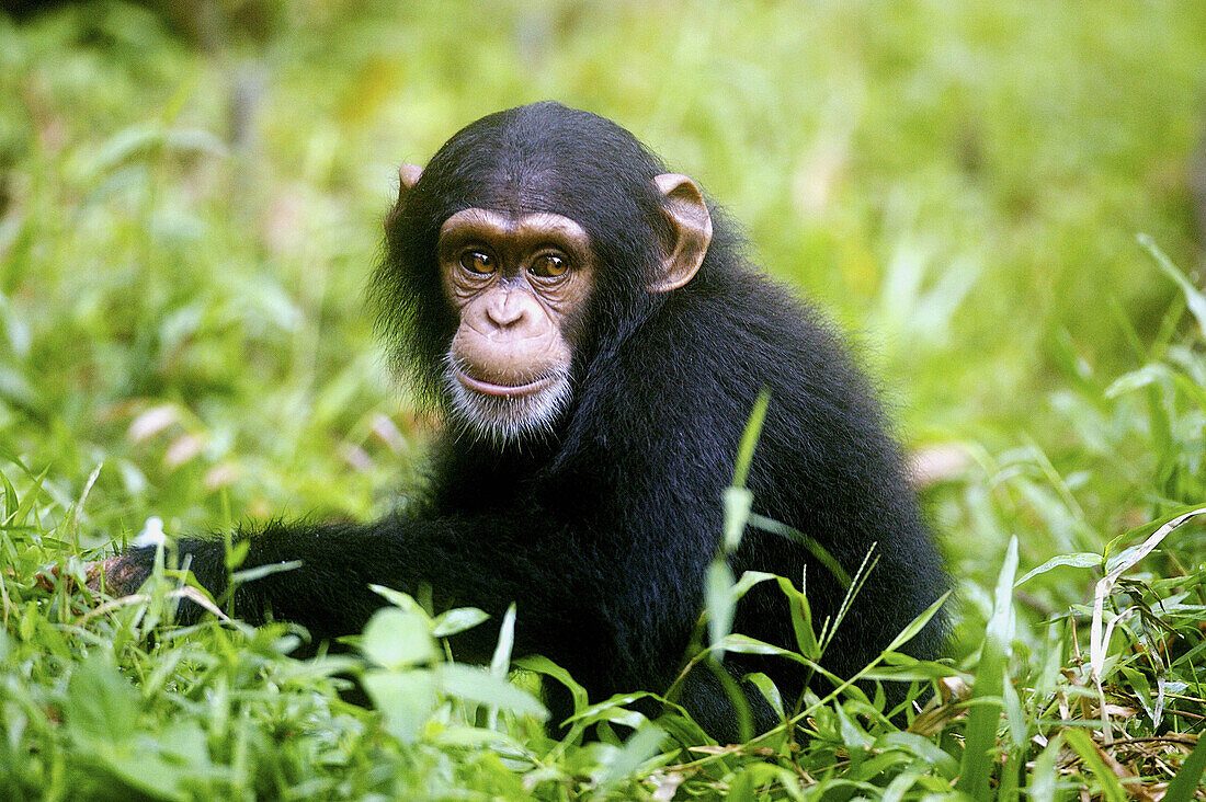 Chimpanzee