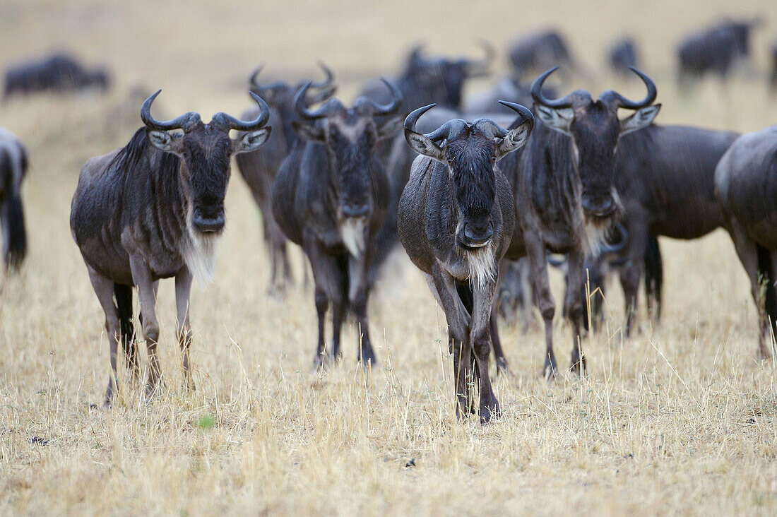 African Wildebeest