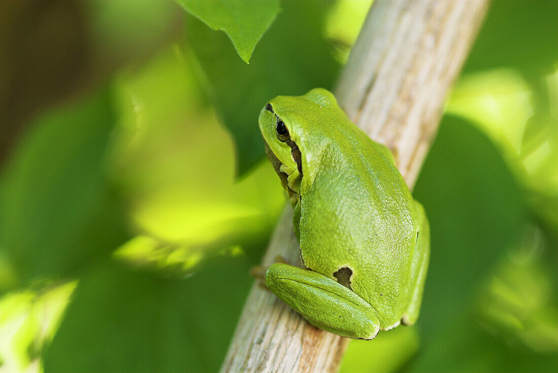 Common tree frog (Hyla arborea), sitting on a branch, spring, National Park Lake of Neusiedel, Austria