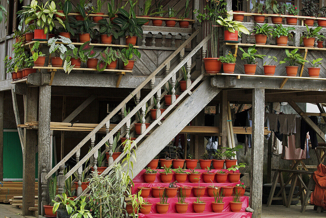Framehouse, traditional style, stair and balcony, flowerpots, Tomohon, Minahasa highland, Sulawesi, Indonesia