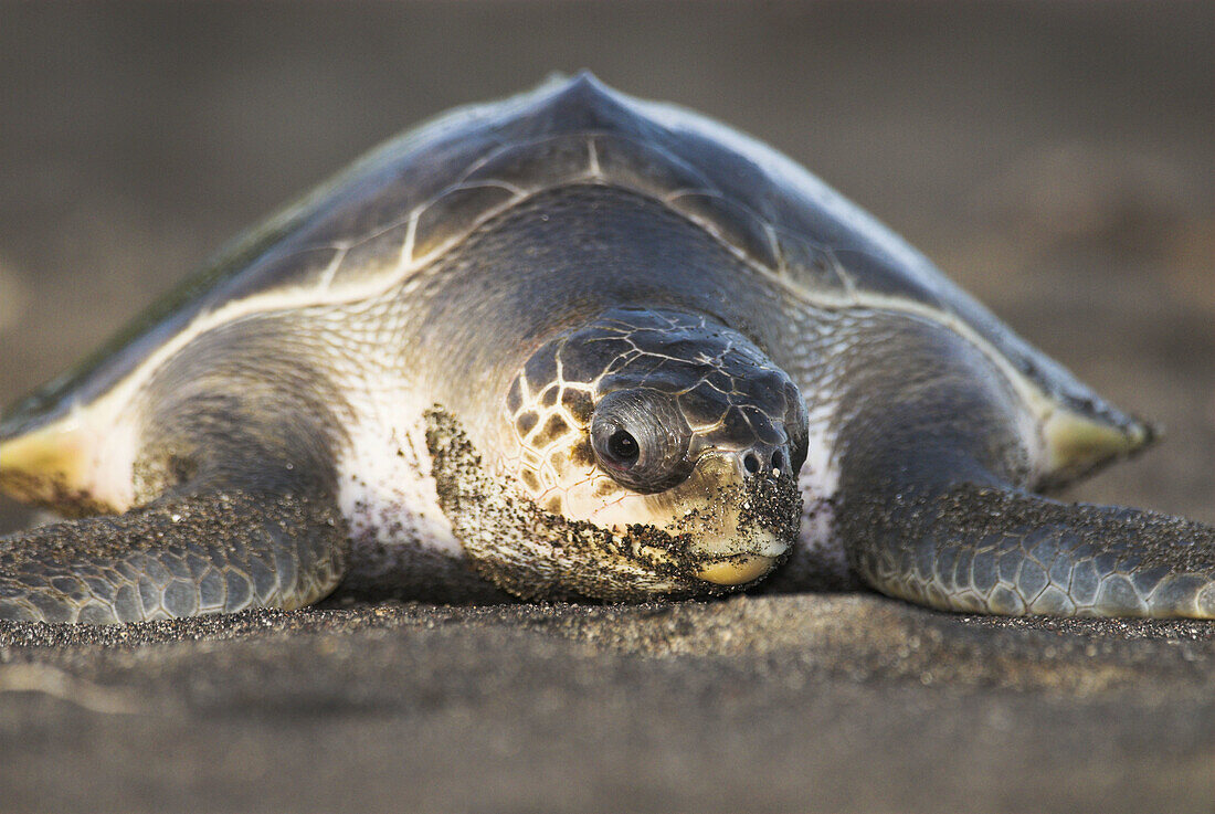 Green Sea Turtle (Chelonia mydas), returning from laying eggs, beach from black sand, Sulawesi, Indonesia