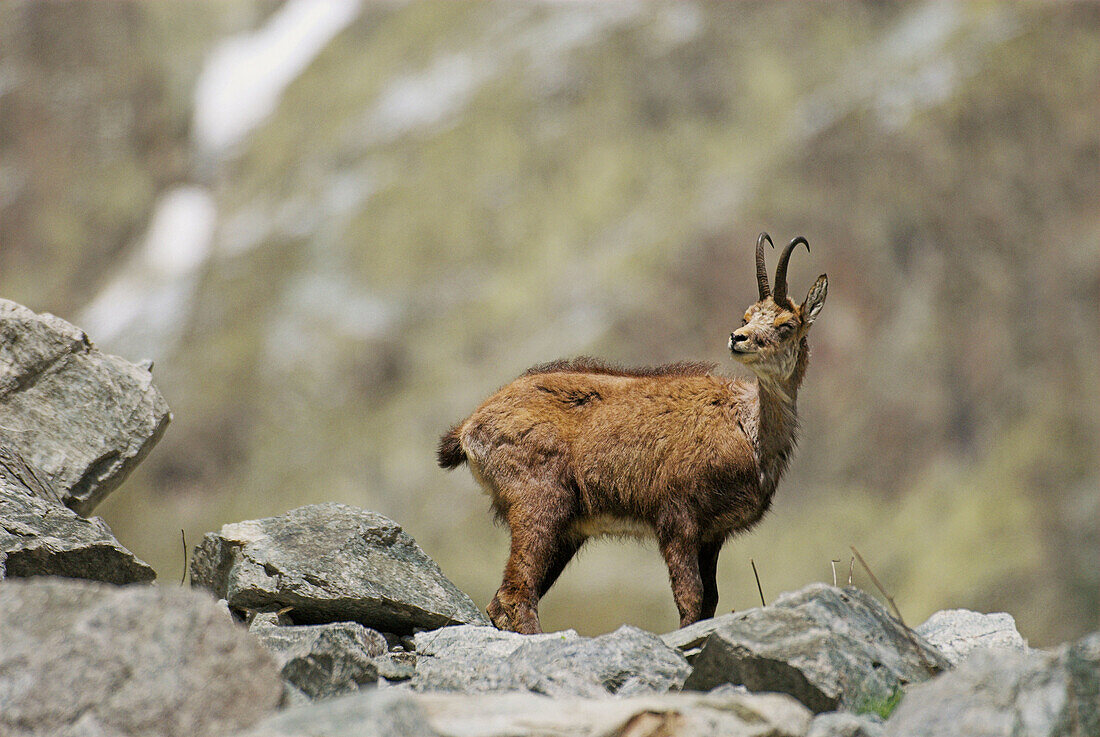 Chamois (Rupicapra rupicapra), standing in boulder-covered slope, closed eyes, National Park des Ecrins, French Alps, Haute Dauphiné, France
