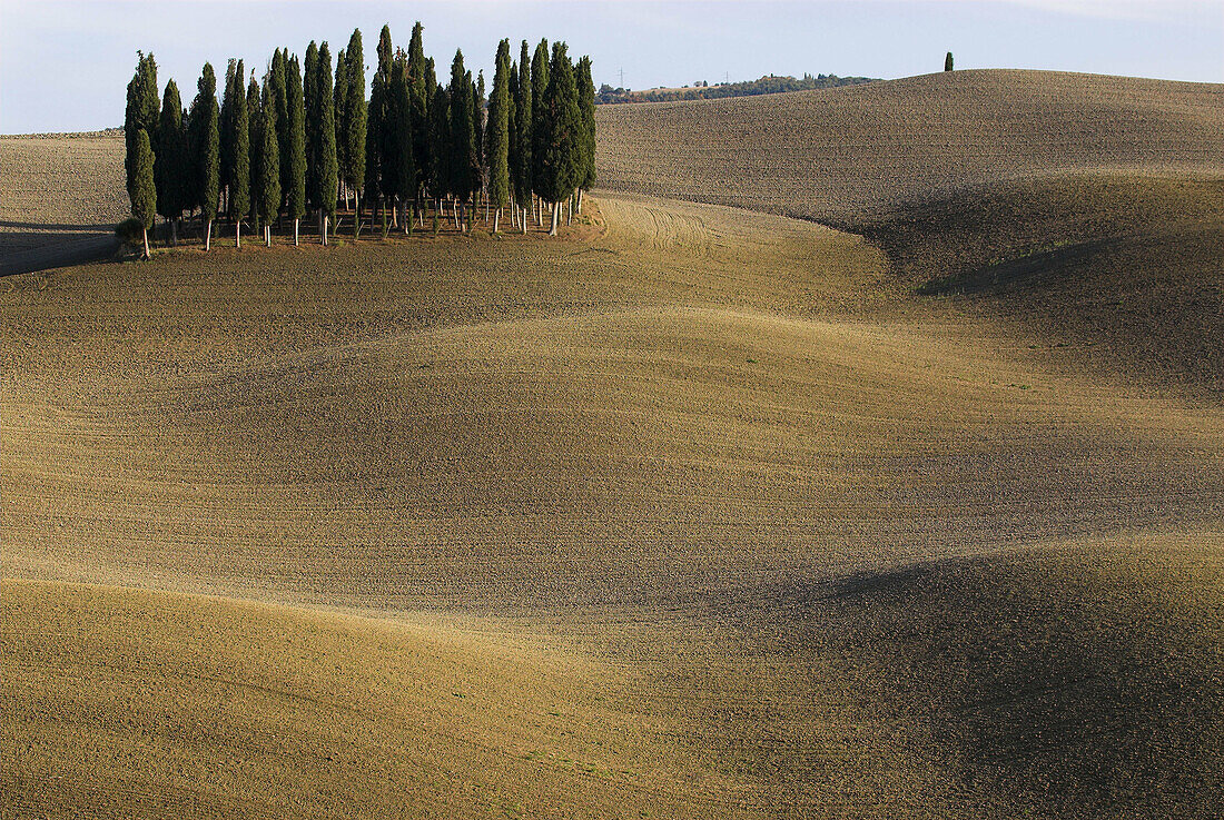 Cypress grove (Cupressus sempervirens) in Tuscan field, after harvest in autumn, Val d`Orcia near San Quirico, Tuscany, Italy