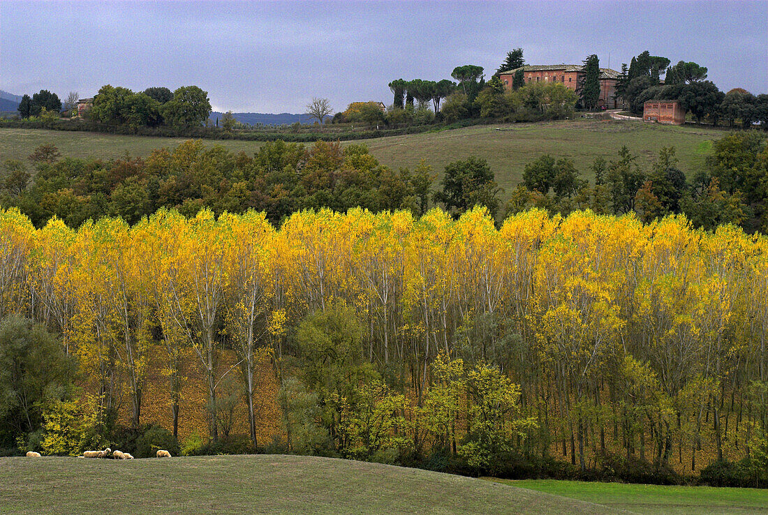 Tuscan landscape, country residence, fields and pastureland, flock of sheep, line of poplar trees, colours of autumn, Tuscany, Italy