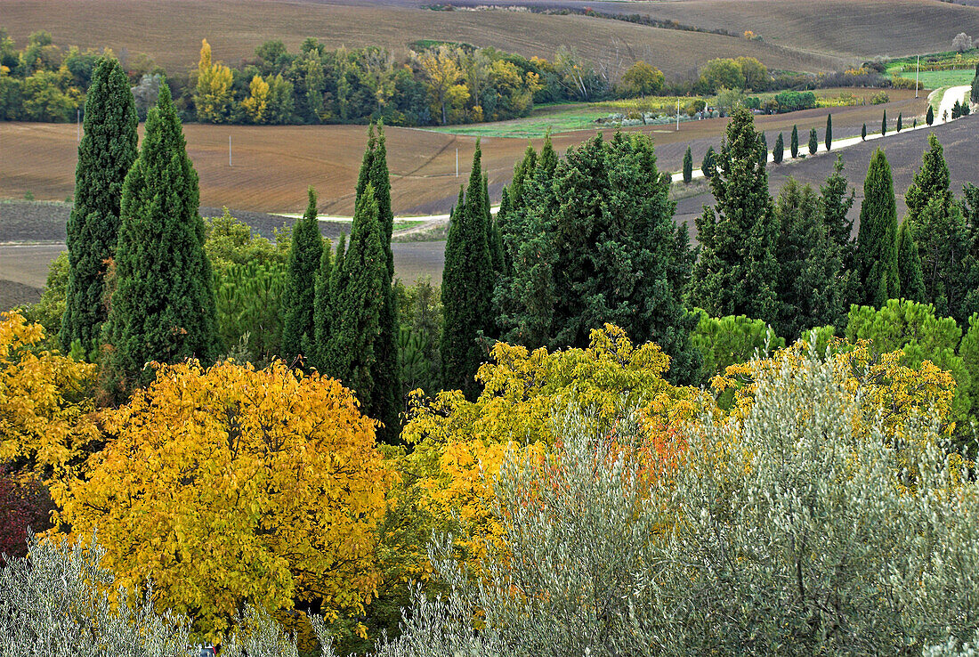 Val d`Orcia, Tuscan landscape, view from Pienza, cypresses, olive trees and deciduous trees, colours of autumn and ploughed up fields, Tuscany, Italy