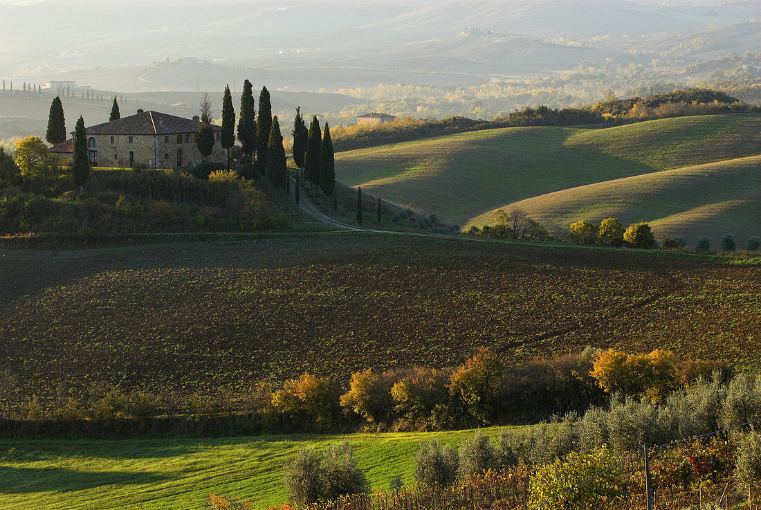 Val d`Orcia, farm and cultivated landscape with fields, cypresses (Cupressus sempervirens) and deciduous trees, morning mist, autumn colours, Tuscany, Italy