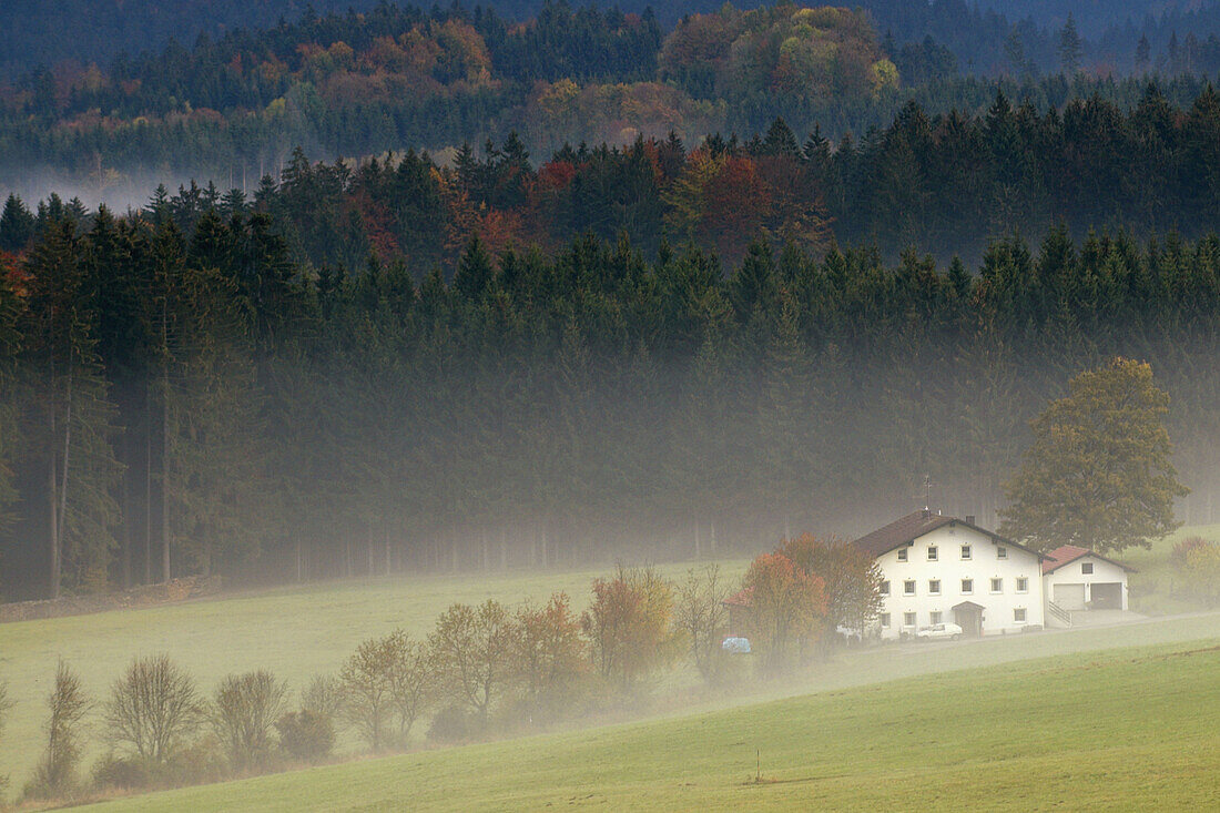 Farm in the Bavarian Forest, meadows and fog in autumn, pine forest, National Park Bayerischer Wald, Bavaria