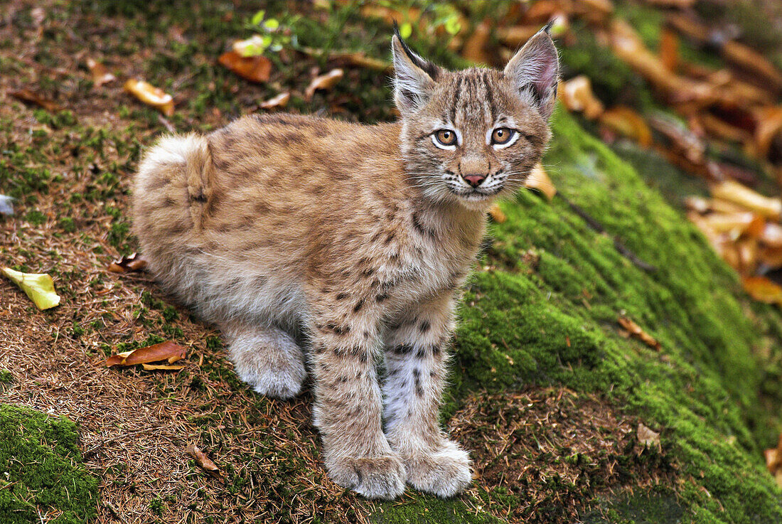 Cub of lynx (Lynx lynx), sitting on the ground, Bavarian Forest, National Park Bayerischer Wald, Bavaria