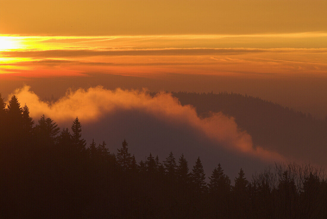 Bohemian Forest, sunrise and fog in autumn, pine forest near Bucina, South Bohemia, National Park of Sumava, Czech Republic